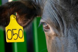 Central Texas Stocker Cattle Program is June 21 in West.