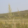 These programs are not meant to take the place of on-the-ground monitoring and management, but they provide tools for the rancher tool kit to assist in the adaptive management of rangelands. 