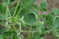 Cupping caused by dicamba damage in soybeans