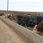 BT_Feedlot_Cattle_Bunk