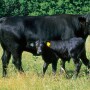 Cow-Hero-Image-1200x627.jpg