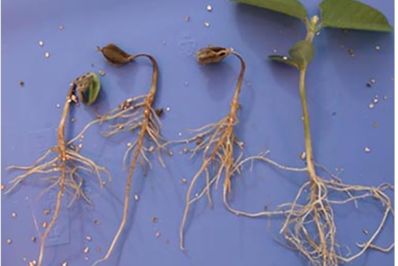 Phytophthora seedling blight