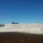 Dairy_Cows_Snow