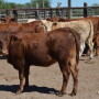 BT_South_Texas_Heifer