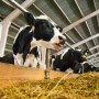 bigstock-Cows-In-A-Farm-Dairy-Cows-164617451.jpg