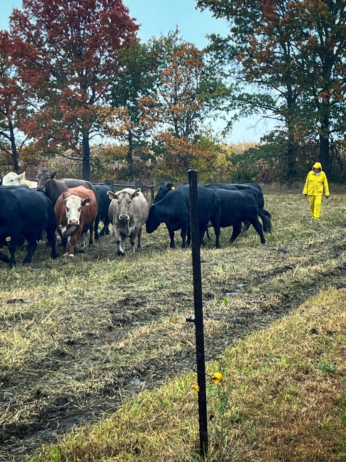 Russ%20Cows.jpg