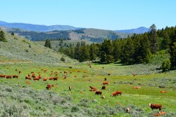 Lookout Mountain Ranch