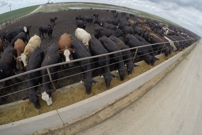 GoPro Feedlot Cattle