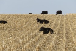 University of Nebraska researchers recently conducted a two-year study to evaluate the effects of grazing on subsequent yields and nutrient removal from baling at five locations in Nebraska. 