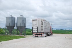 Semi of pigs