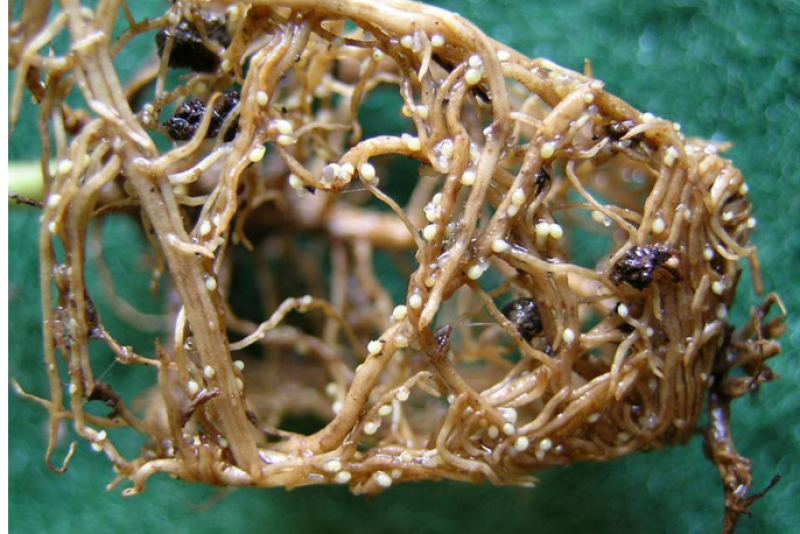 soybean cyst females