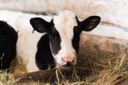 Whether or not to feed hay to preweaned dairy calves is a longstanding debate, without an absolute answer. 