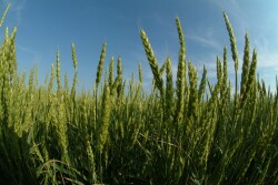 Wheat field