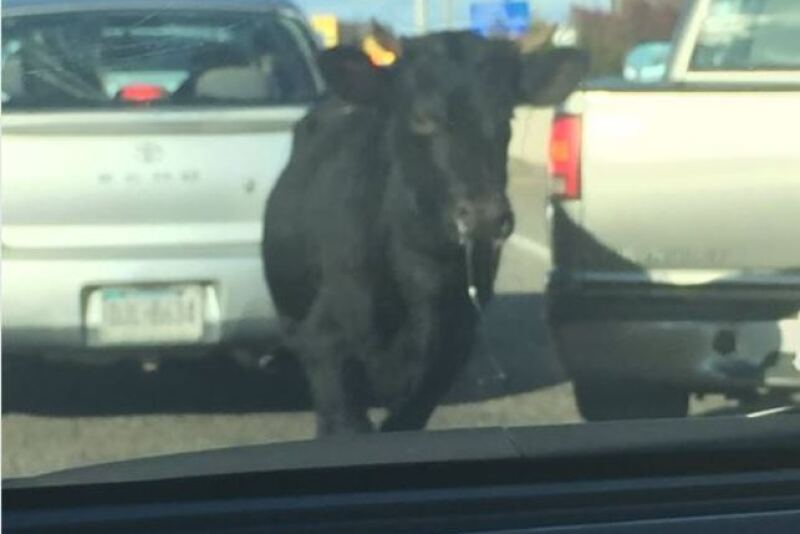 A bull ran lose in Philadelphia after escaping from a slaughterhouse.