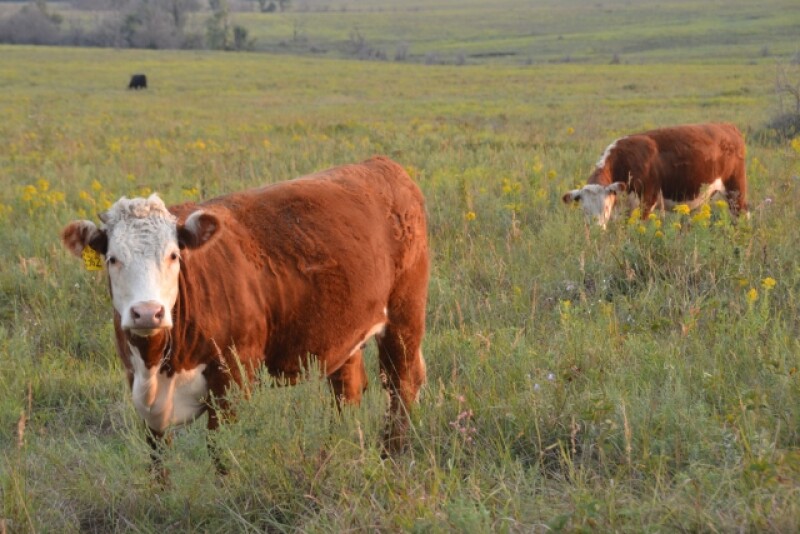 BT_Hereford_Heifers