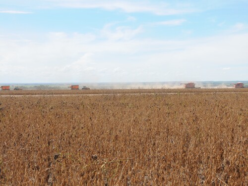 Brazil Soybean Harvest