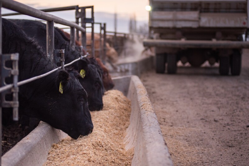 Agri Beef cattle feeding