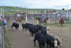 BT_Stocker_Cattle_Cowboys