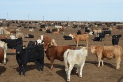 BT_Feedlot_Cattle_Texas
