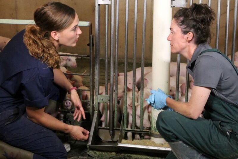 Pig farmer with veterinarian at New Fashion Pork