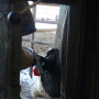 In a recent webinar, Merck Animal Health Technical Services Manager Grant Crawford, PhD, outlined some history of growth-promoting implants and their application in Holstein steer calves managed for beef production.

