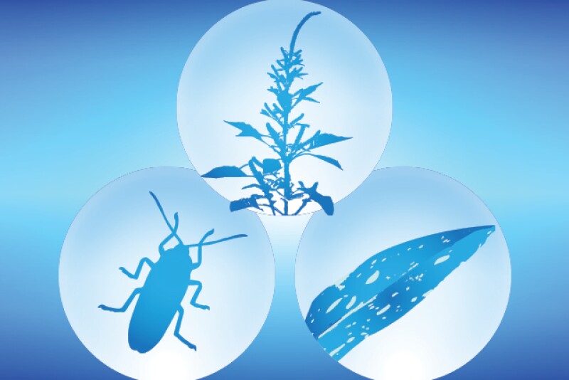 Here are reports of five pests lowering yields in 2018