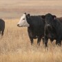Amarillo_MM_2280.jpg