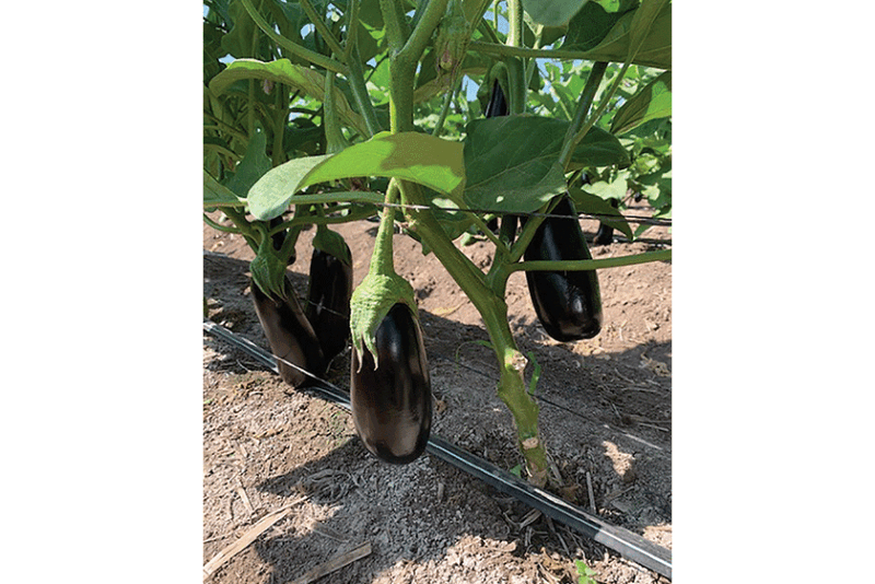 Eggplant is included in this winter's product line from Crown Jewels Produce, along with cucumbers, squash, honeydew melons, cantaloupes, bell peppers and other items, says Jesus Gonzalez, general manager. Quality in most items has been good, he said in mid-November.