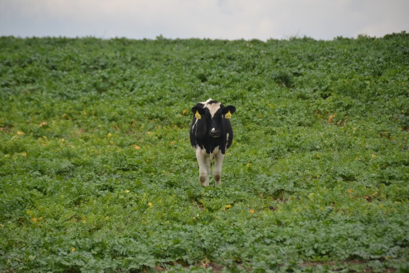 The Feed Emergency Enhancement During Disasters Act (FEEDD Act) would allow producers who are utilizing prevent plant to at least graze, hay or chop a cover crop to feed livestock. 
