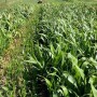 forage-sorghum.jpg