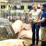 Green Valley Swine Farm with Gestation Sow Feeder