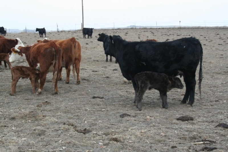 The bacteria, C. perfringens Type C in nursing-age calves, may proliferate and become toxic when a calf’s nutritional intake is inconsistent.