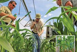 Chris Henry, center, readies the ground while Tommy Young and Greg Simpson, right, wait to place and connect moisture sensors like those shown in place, inset.