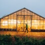 : A large glass greenhouse is depicted illuminated from within. It’s sunset and a man in a green rain jacket walks in front of the greenhouse from a distance. 