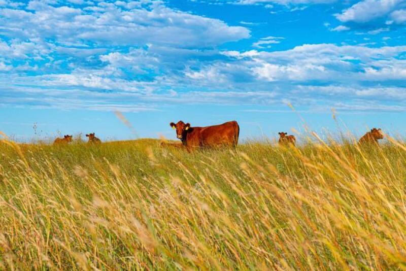 Nebraska Sandhills