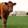 Cows standing in a field.