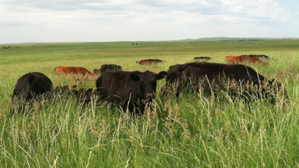 6 Tips For Bottle Feeding Calves - Bovine Vet
