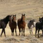 Keeping wild horses.