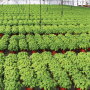 Herb sales “are doing very well” for Rocket Farms Herbs, says president Nick Bavaro. The company has seen a 38% uptick in sales over the past few months.