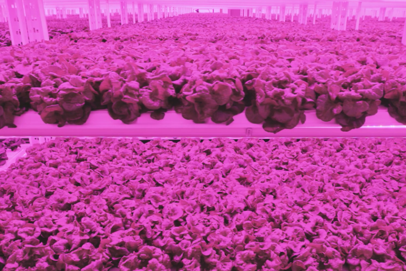 Lettuce growing at Kalera facility