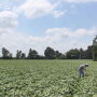 A Nash Produce worker checks out the company’s crop. Rebecca Scott, grower account and marketing director, says the 2020 crop is looking great.