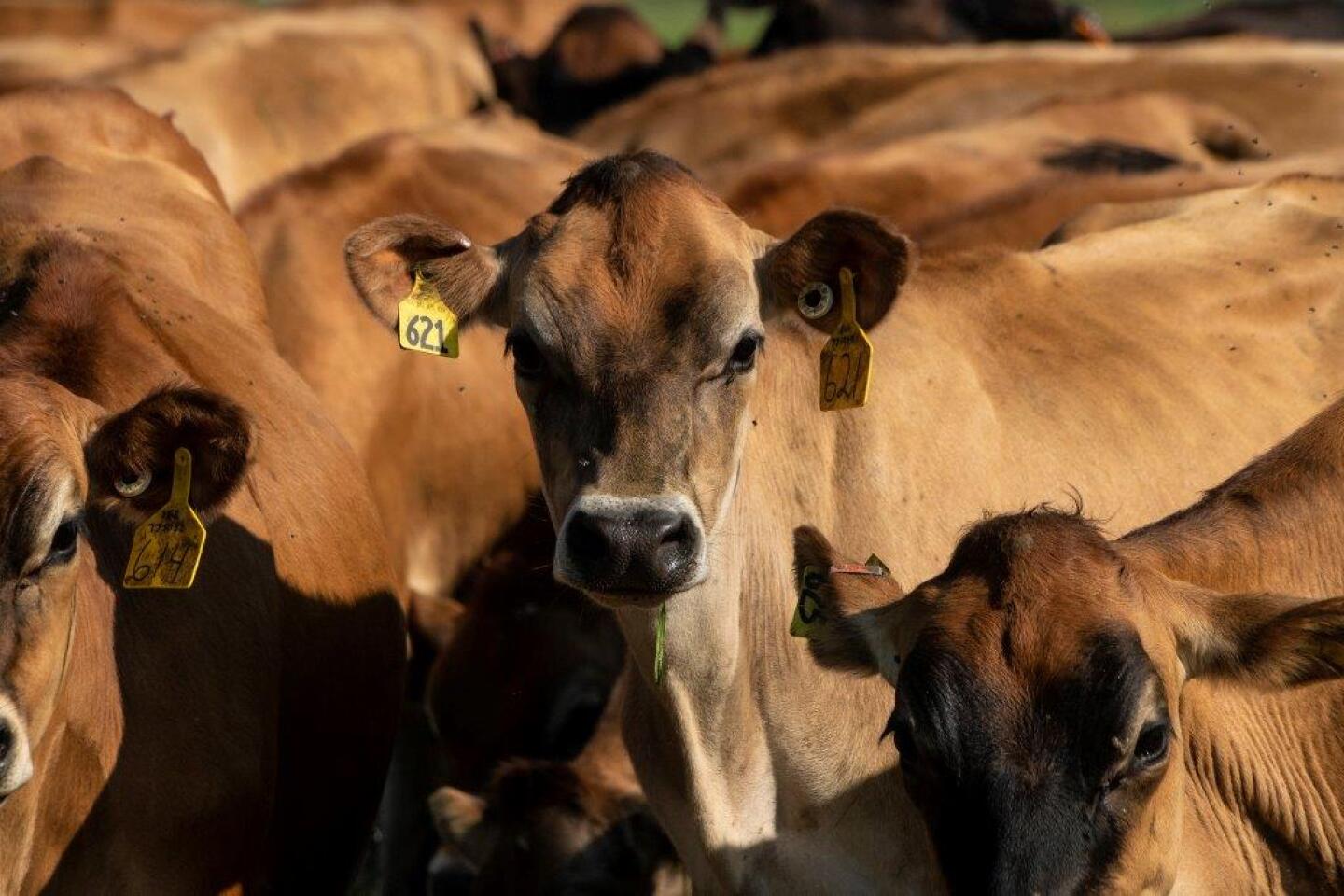 USDA%20CHOC%20CATTLE%208.jpg