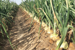 Vidalia crop volume and quality will still be good, despite some rain and hail that did a little damage. Sizing will be more medium.