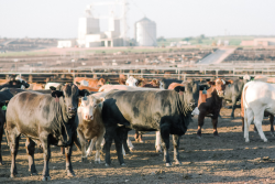Texas Feedlot PC: TCFA