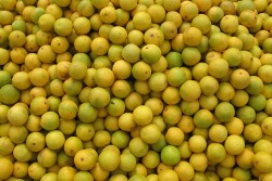 lemon.jpg