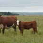 Projections of the 2020 cattle inventory
