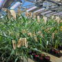 ZeaKal PhotoSeed Corn 032024.jpg