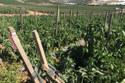 Produce in California