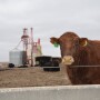 A $3 retreat in cash cattle prices sent feeding margins lower.