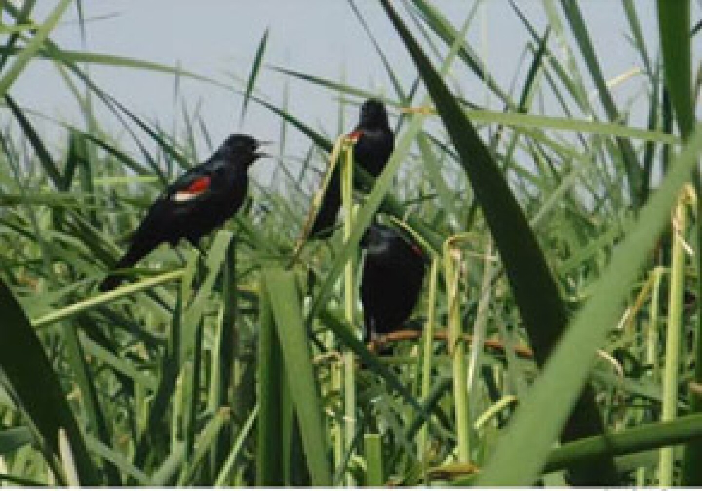 ackbirds_adults1.jpg